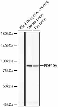 PDE10A Rabbit mAb