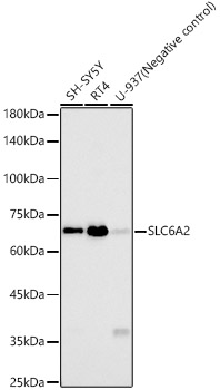 SLC6A2 Rabbit mAb