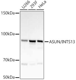 ASUN/INTS13 Rabbit mAb