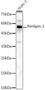 Perilipin-2 Rabbit mAb