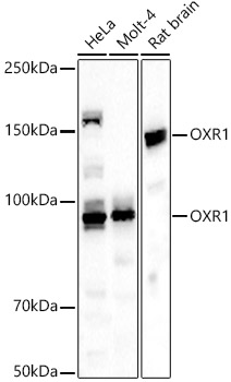 OXR1 Rabbit pAb