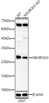 NEUROG3 Rabbit pAb