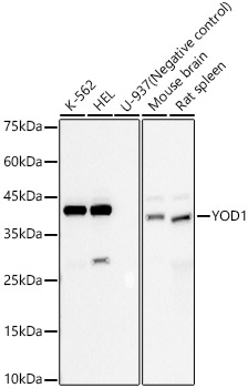 YOD1 Rabbit mAb