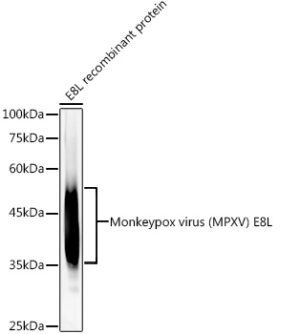 Monkeypox virus (MPXV) E8L Rabbit mAb