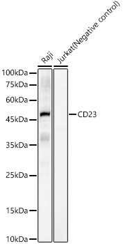 CD23 Rabbit mAb