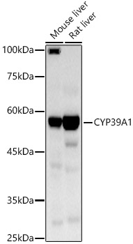 CYP39A1 Rabbit pAb