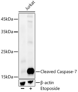 Cleaved Caspase-7 Rabbit mAb