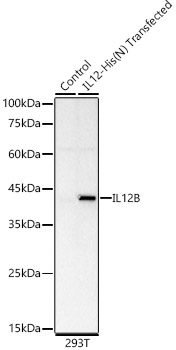 IL12 Rabbit mAb