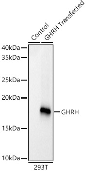 GHRH Rabbit mAb