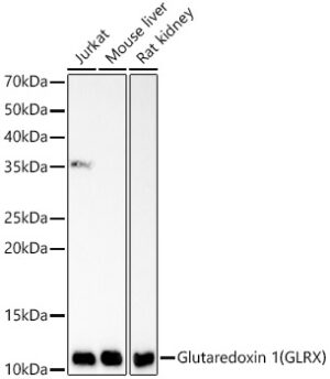 Glutaredoxin 1 (GLRX) Rabbit mAb