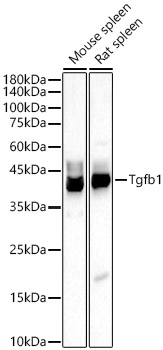Tgfb1 Rabbit pAb