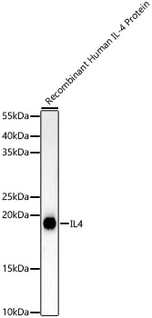 IL4 Rabbit mAb