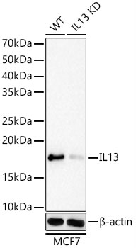 [KD Validated] IL13 Rabbit mAb