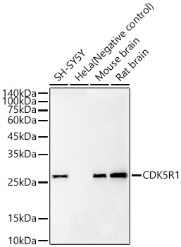CDK5R1 Rabbit mAb