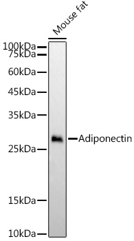 Adiponectin Rabbit mAb