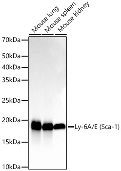 Ly-6A/E (Sca-1) Rabbit mAb