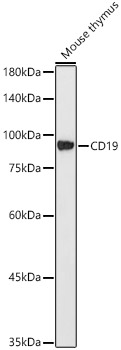 CD19 Rabbit mAb