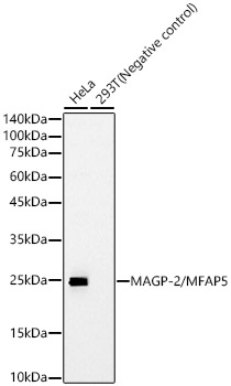 MAGP-2/MFAP5 Rabbit mAb