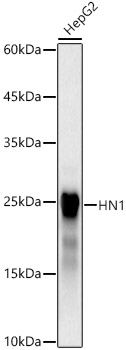 HN1 Rabbit mAb