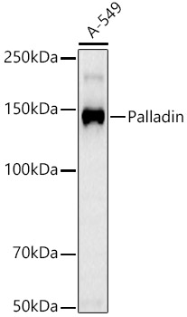 Palladin Rabbit mAb