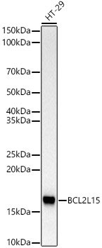 BCL2L15 Rabbit mAb