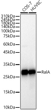 RalA Rabbit mAb