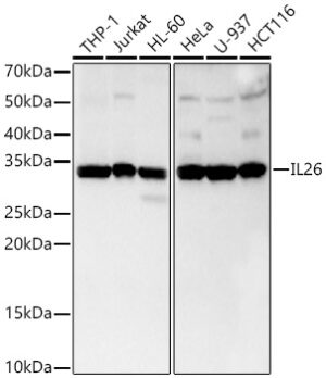 IL26 Rabbit mAb