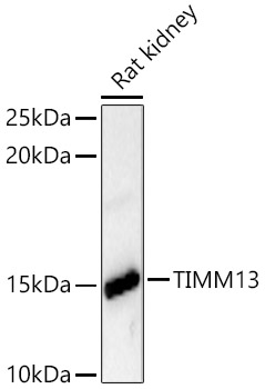 TIMM13 Rabbit pAb