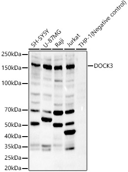 DOCK3 Rabbit pAb