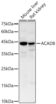 ACAD8 Rabbit pAb