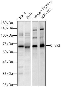 Chek2 Rabbit pAb