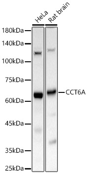 CCT6A Rabbit pAb