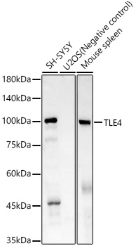 TLE4 Rabbit mAb