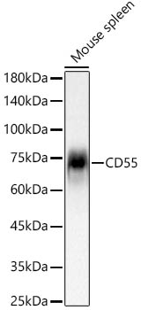 CD55 Rabbit mAb