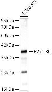 EV71 3C Rabbit mAb