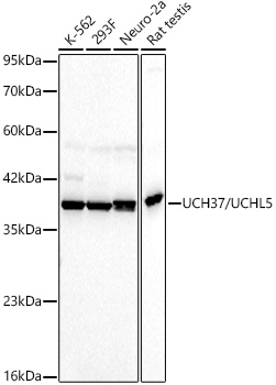 UCH37/UCHL5 Rabbit mAb