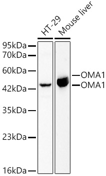 OMA1 Rabbit pAb