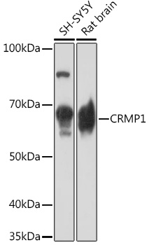 CRMP1 Rabbit mAb
