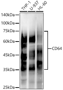 CD64 Rabbit mAb