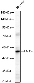 FADS2 Rabbit pAb