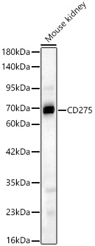 CD275 Rabbit pAb