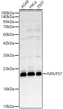 NDUFS7 Rabbit pAb