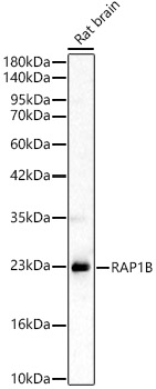 RAP1B Rabbit pAb