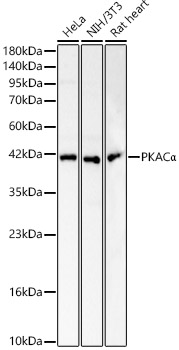 PKACα Rabbit pAb