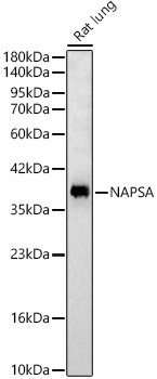 NAPSA Rabbit pAb