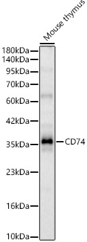 CD74 Rabbit pAb