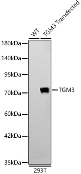 TGM3 Rabbit pAb