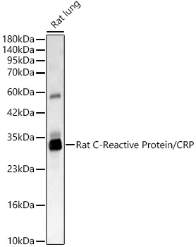 Rat C-Reactive Protein/CRP Rabbit pAb