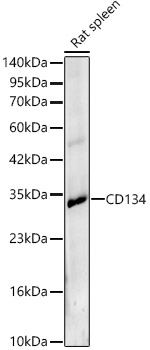CD134 Rabbit pAb