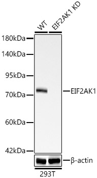 [KD Validated] EIF2AK1 Rabbit mAb